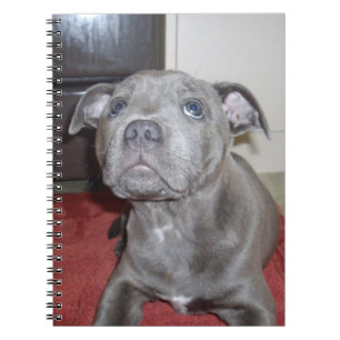 Sooky Blue Staffordshire Bull Terrier Puppy, Notitieboek