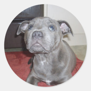 Sooky Blue Staffordshire Bull Terrier Puppy, Ronde Sticker