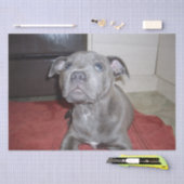 Sooky Blue Staffordshire Bull Terrier Puppy, Tissuepapier (Craft)