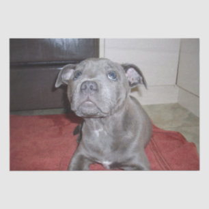 Sooky Blue Staffordshire Bull Terrier Puppy, Tissuepapier