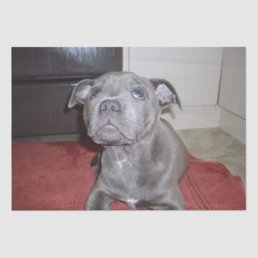 Sooky Blue Staffordshire Bull Terrier Puppy, Tissuepapier (Voorkant)