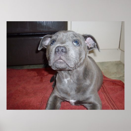 Sooky Face Staffordshire Bull Terrier Puppy Poster (Voorkant)