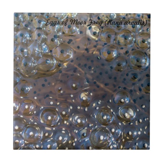 Soort: Eieren van Moor Kikker Tegeltje (Voorkant)