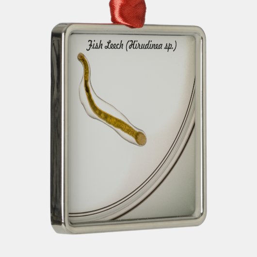 Soort: Fish Leech Metalen Ornament (Rechts)