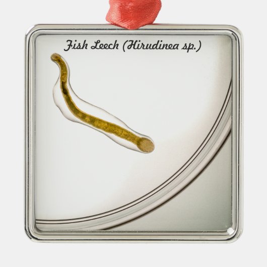 Soort: Fish Leech Metalen Ornament (Voorkant)