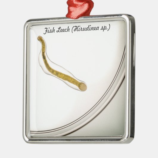 Soort: Fish Leech Metalen Ornament (Links)