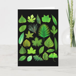 Soorten Boombladeren Biologie Natuur Educatief Ta Kaart