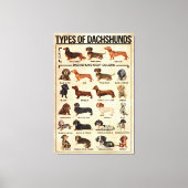 Soorten Dachshunds Dog Poster, dachshunds gekend Canvas Afdruk (Voorkant)