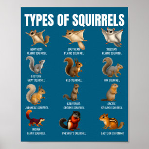 Soorten Eekhoorns Identificatiekaart Soorten Van Poster