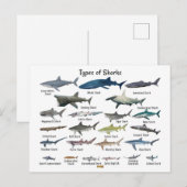 Soorten haaien grafiek feestdagenkaart (Voorkant / Achterkant)