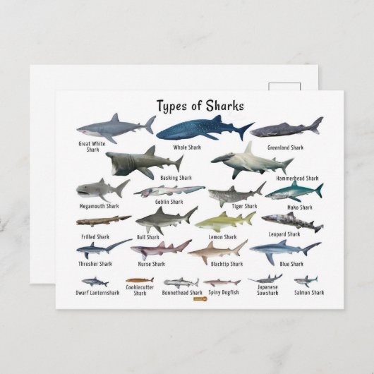 Soorten haaien grafiek feestdagenkaart (Voorkant / Achterkant)