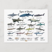 Soorten haaien grafiek feestdagenkaart (Voorkant)