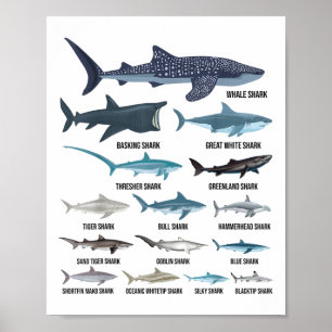 Soorten haaien Identificatie oceaan Poster