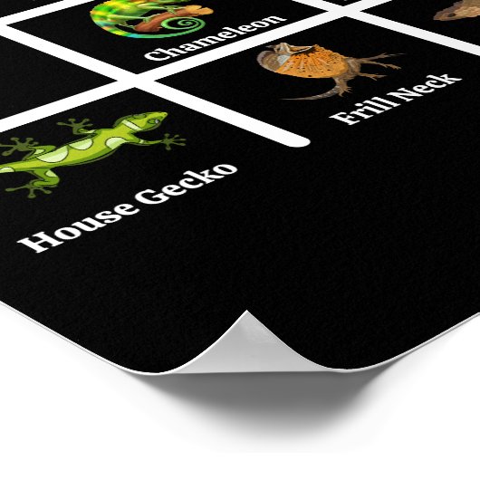 Soorten hagedis poster (Hoek)