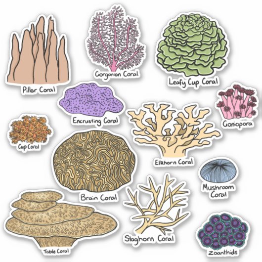 Soorten koraal sticker (Voorkant)