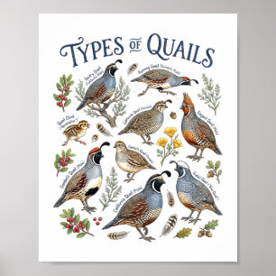Soorten Kwartels Aquarel Vogel Natuur Kunst Poster