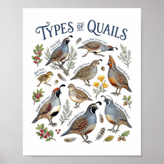 Soorten Kwartels Aquarel Vogel Natuur Kunst Poster