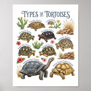 Soorten Landschildpadden Watercolor Reptiel Wilde Poster