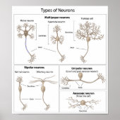 Soorten Neuron-poster Poster (Voorkant)