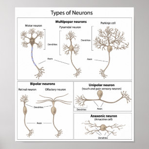 Soorten Neuron-poster Poster