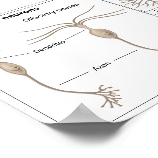 Soorten Neuron-poster Poster (Hoek)