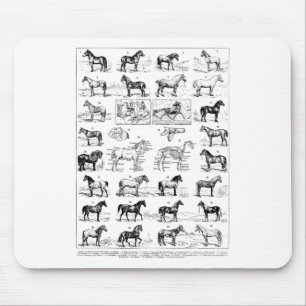 soorten paarden fokken paardenrug ridi muismat