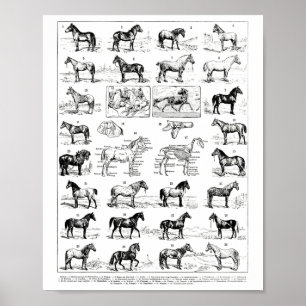  soorten paarden fokken paardenrug ridi poster