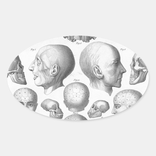 Soorten schedel ovale sticker (Voorkant)