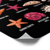 Soorten Seashells Beach Shelling Conch Zee Shell Poster (Hoek)