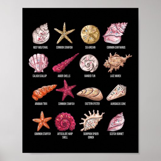 Soorten Seashells Beach Shelling Conch Zee Shell Poster (Voorkant)
