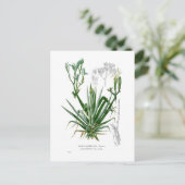 Soorten van Agave Briefkaart (Staand voorkant)