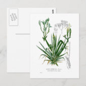 Soorten van Agave Briefkaart (Voorkant / Achterkant)