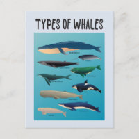 Soorten walvissen en zoogdiervariëteiten