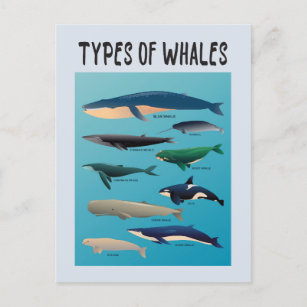 Soorten walvissen en zoogdiervariëteiten briefkaart