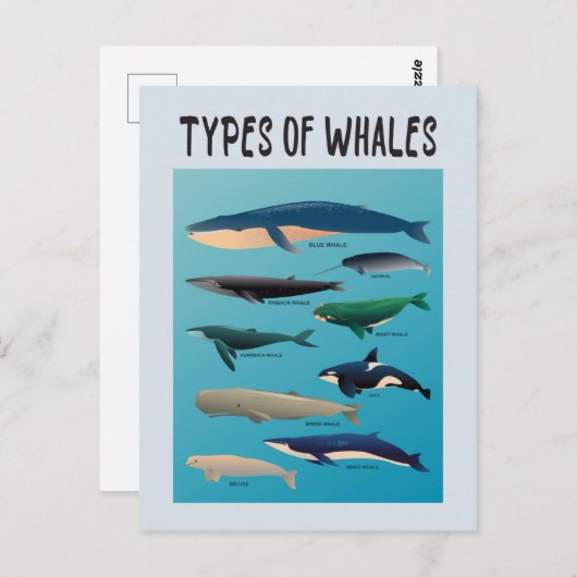 Soorten walvissen en zoogdiervariëteiten briefkaart (Voorkant / Achterkant)