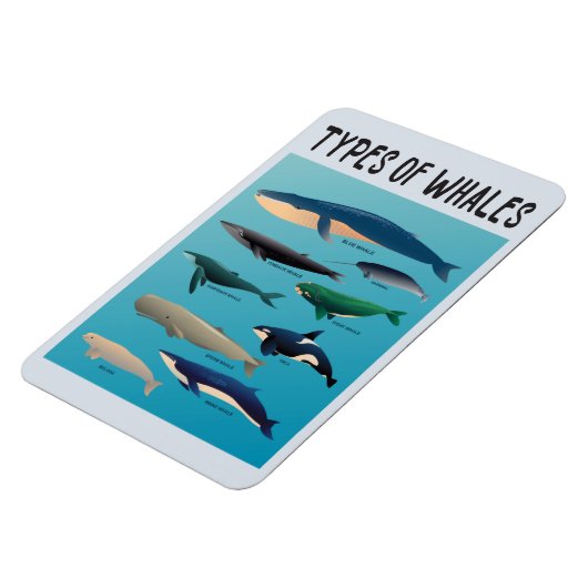 Soorten walvissen en zoogdiervariëteiten magneet (Linkerzijde)