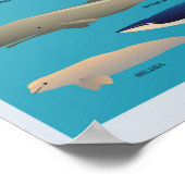 Soorten walvissen en zoogdiervariëteiten poster (Hoek)