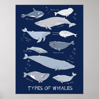 Soorten walvissen Ocean Mammal Variety Poster