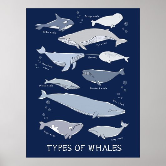 Soorten walvissen Ocean Mammal Variety Poster (Voorkant)