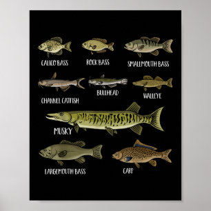 Soorten Zoetwatervis Soorten Soorten Vissen Poster