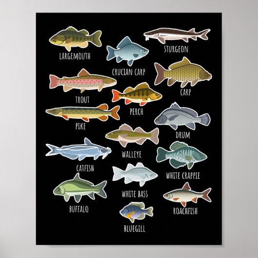 Soorten Zoetwatervis Soorten Vissen Poster (Voorkant)