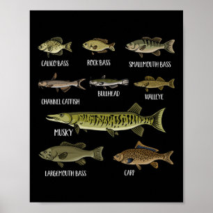 Soorten Zoetwatervissen Soorten Soorten Vissen  Poster