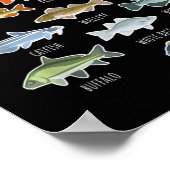 Soorten zoetwatervissoorten Gevist Poster (Hoek)