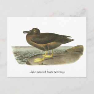 Sooty Albatross, John Audubon Briefkaart