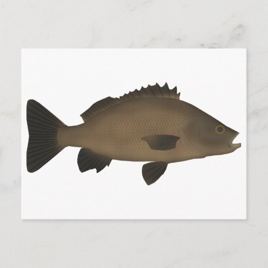 Sooty Grunter Briefkaart (Voorkant)
