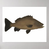 Sooty Grunter Poster (Voorkant)