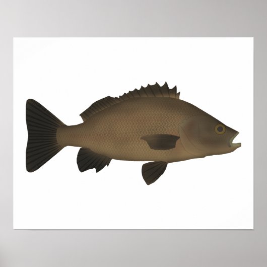 Sooty Grunter Poster (Voorkant)