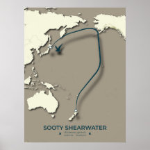Sooty Shearwater Migration Map – Minimalistisch