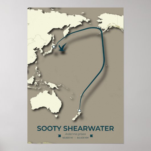 Sooty Shearwater Migration Map – Minimalistisch Poster (Voorkant)
