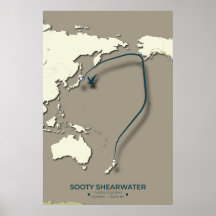 Sooty Shearwater Migration Map – Minimalistisch